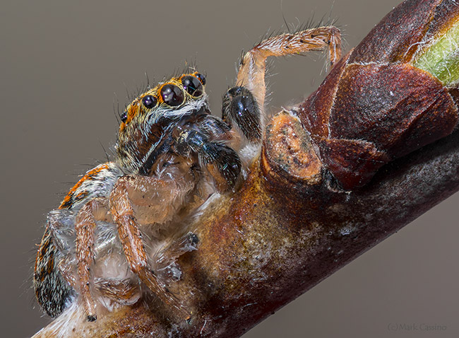 Focus Stacked Jumping Spider